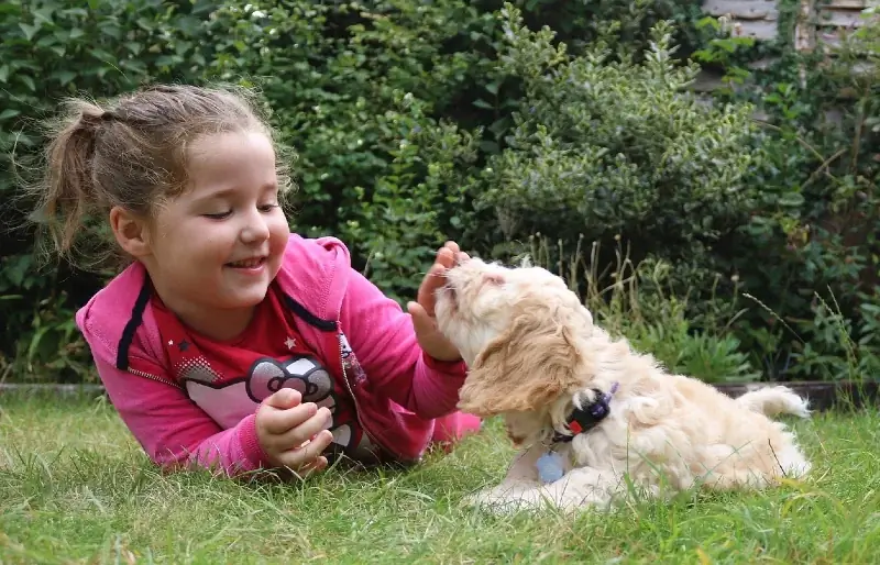 jong meisie speel met 'n kakepoehond op die gras