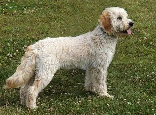 miniatuur goldendoodle hond wat buite staan