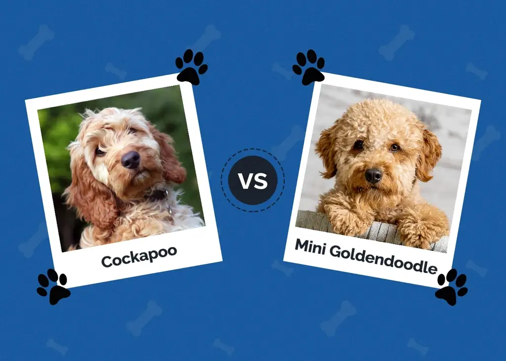 Cockapoo vs. Mini Goldendoodle: Die Unterschiede (mit Bildern)