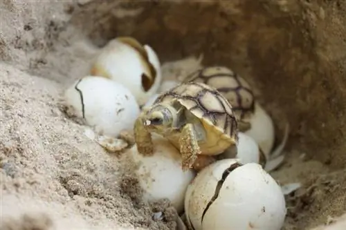 Tartaruga com espora africana nascendo ou saindo do ovo