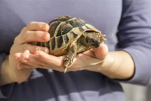 Huisdierschildpad in handen van een man