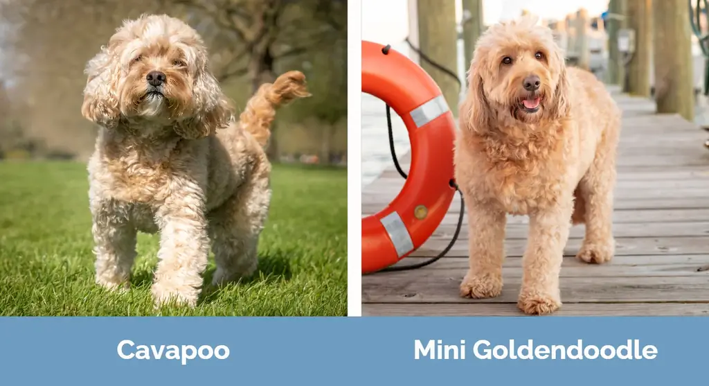 Cavapoo vs Mini Goldendoodle - Diferenças Visuais