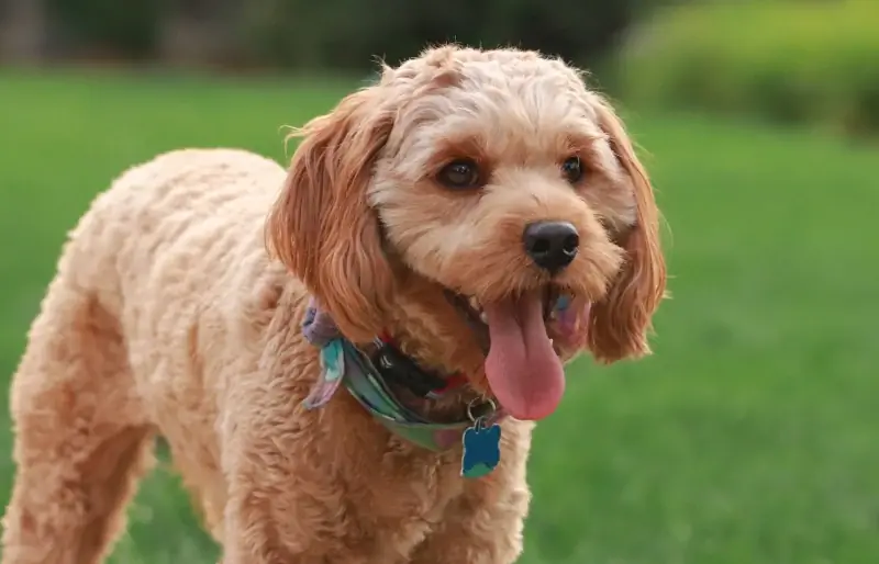 close-up de cavapoo marrom ao ar livre