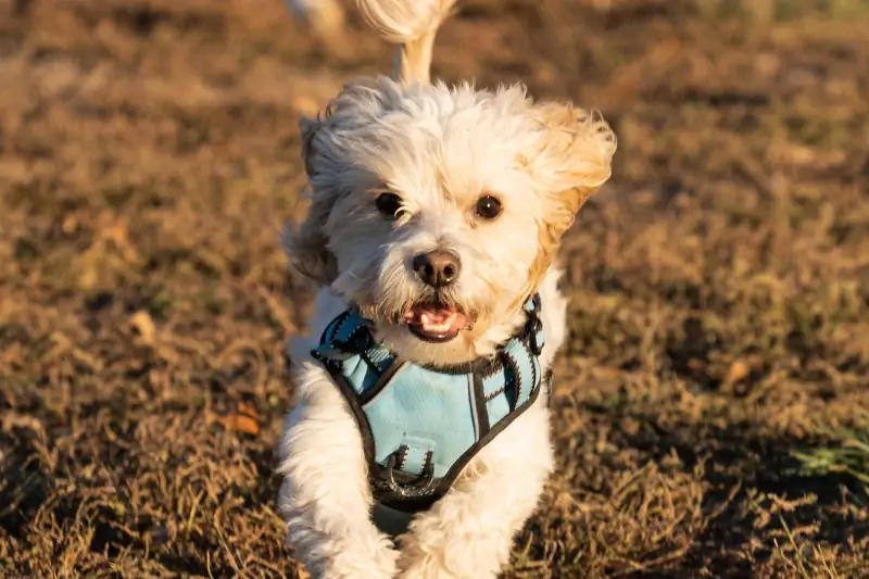 cachorro cavapoo correndo ao ar livre