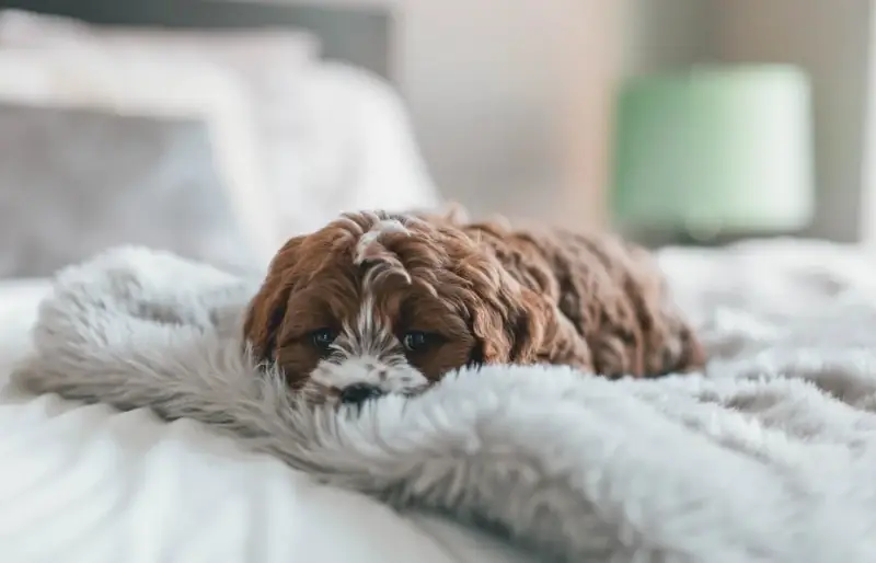 cachorrinho marrom cavapoo deitado na cama