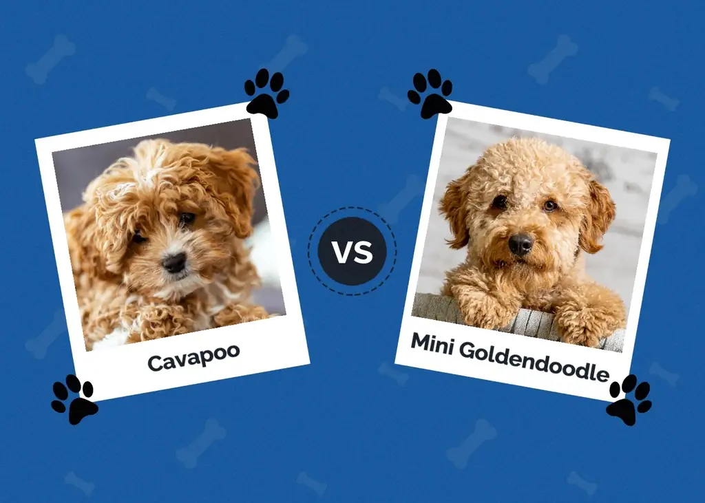 Cavapoo vs. Mini Goldendoodle: Die Unterschiede (mit Bildern)