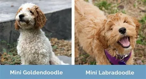 Mini Goldendoodle vs Mini Labradoodle vedľa seba