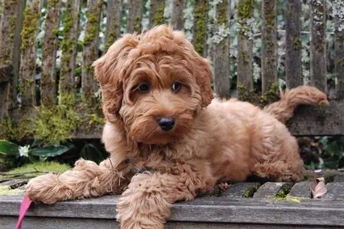 Con chó Labradoodle nhỏ trên băng ghế dự bị