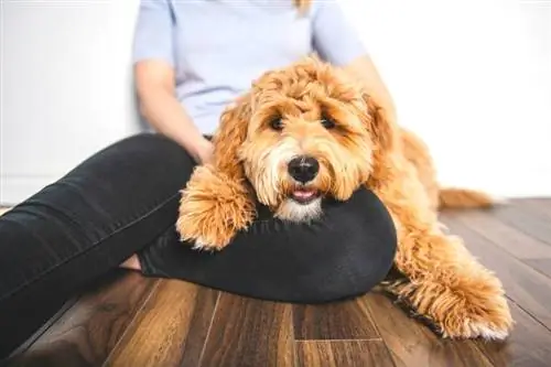 Frau mit seinem goldenen Labradoodle-Hund isoliert auf weißem Hintergrund