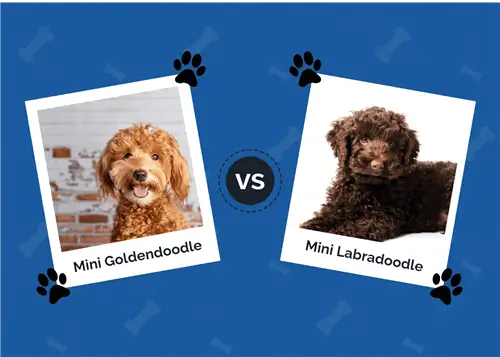 Mini Goldendoodle vs. Mini Labradoodle: Die Unterschiede (mit Bildern)