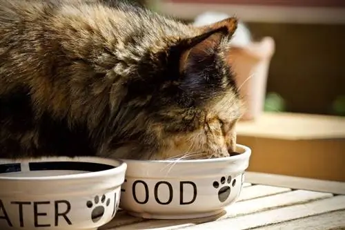 gatto che mangia dalla ciotola di ceramica bianca