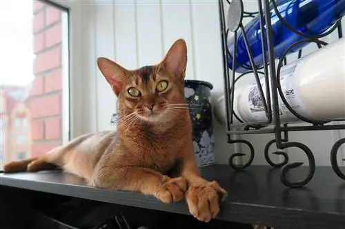 mèo abyssinian