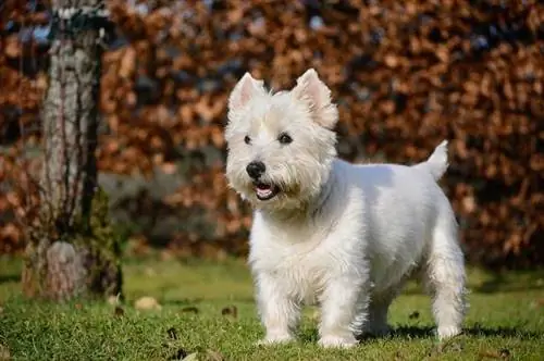 West Highland White Terrier (Westie) Hondenrasinfo, foto's, eigenschappen & Feiten