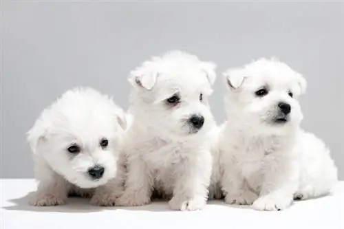 cadells de West Highland White Terrier