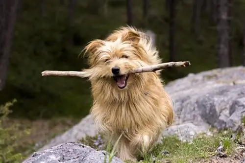 Golden Cairn Terrier berlari