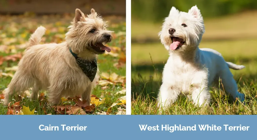 Cairn Terrier vs Westie - Visuella skillnader