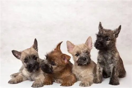 catelusi cairn terrier