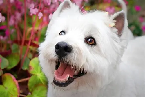 Close-up do West Highland White Terrier