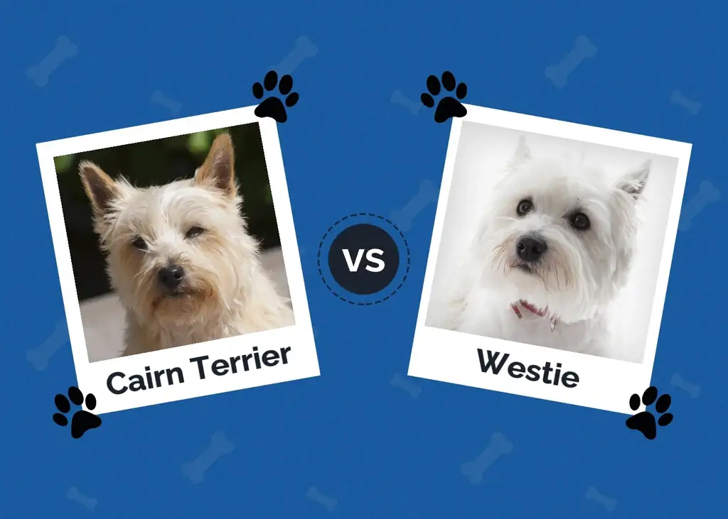 Cairn Terrier vs Westie: Diferențele explicate (cu imagini)