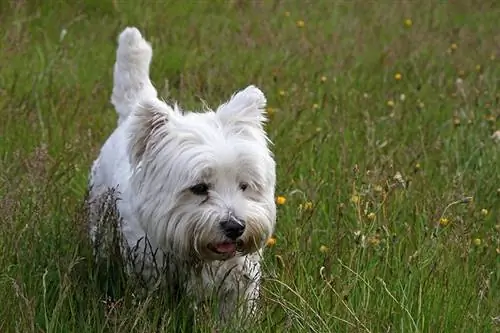 west highland white terrier