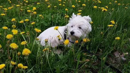 West Highland Beyaz Terrier