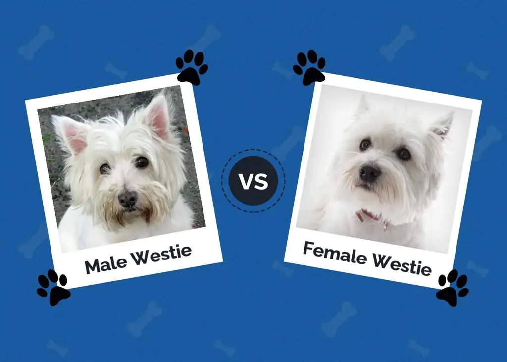 Mwanaume vs Mwanamke Westie (West Highland White Terrier): Tofauti Zinafafanuliwa na Picha