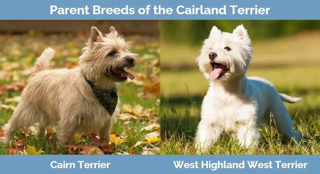 พ่อแม่พันธุ์ของ Cairland Terrier