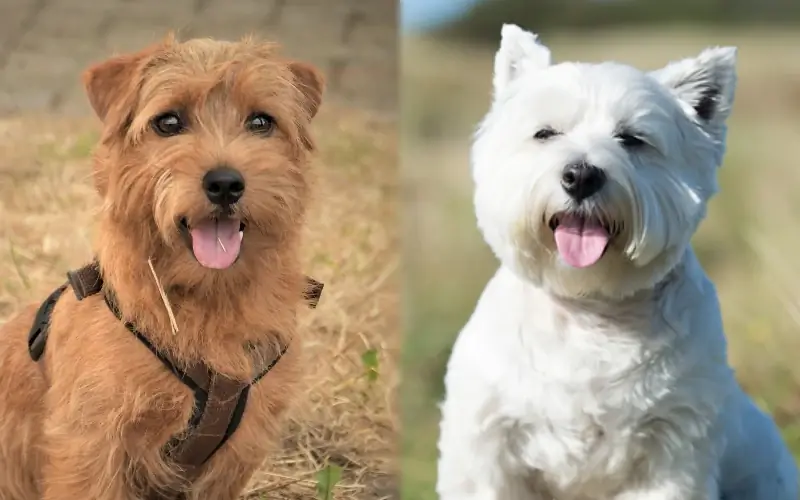 Cairland Terrier (Cairn Terrier & Westie Mix): รูปภาพ, คู่มือการดูแล, อารมณ์ & ลักษณะนิสัย