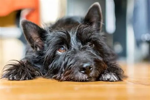 Bushland Terrier (Cairn Terrier & Skocez Terrier Mix): Informacion, Foto, Karakteristikat & Fakte