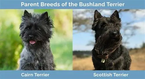 Ouderrassen van Bushland Terrier