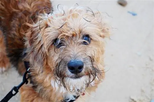 Cairnoodle (Cairn Terrier & Miniature Poodle Mix): info, afbeeldingen, kenmerken & Feiten