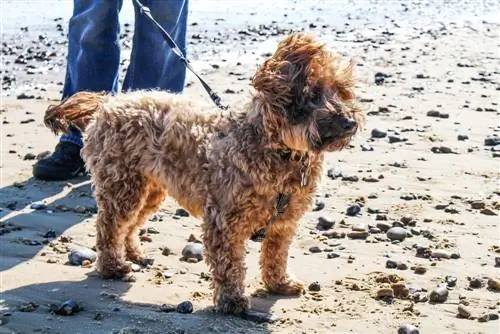 Cairnoodle am Strand