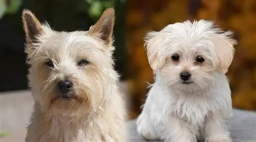 Cairn Terrier & Përzierje M alteze (Cairmal): Info, Foto, Karakteristika & Fakte