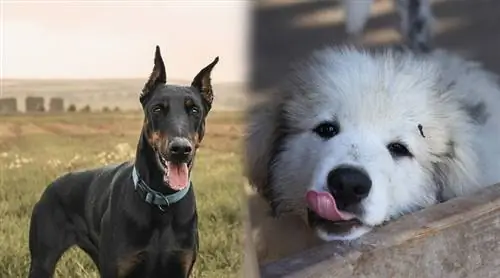 Great Dobernees (Great Pyrenees & Doberman Mix): Impormasyon, Mga Larawan, Mga Katangian & Mga Katotohanan