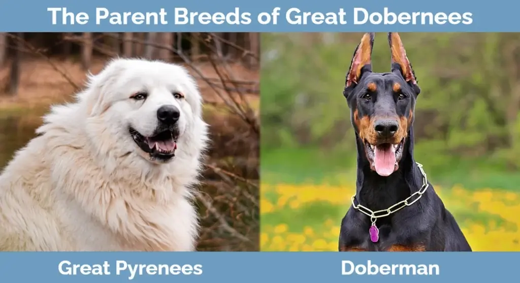 Forældreracerne til Great Dobernees