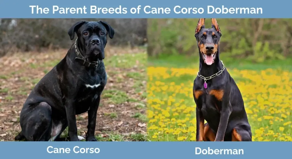 Les races progenitores de Cane Corso Doberman Mix