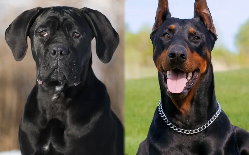 Cane Corso Doberman Mix: Tietoja, kuvia, ominaisuuksia & Faktaa