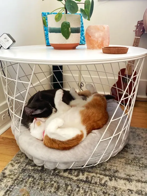 DIY IKEA Hack Pet Bed:Masa de la IKEAPets