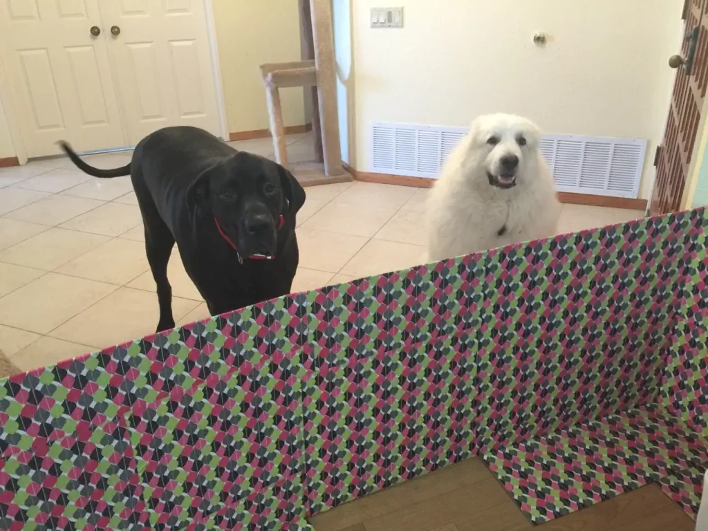 DIY Cardboard Dog Gate, երկու և երեք քառորդներով