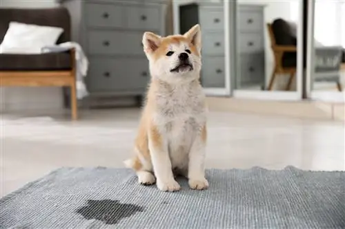 akita inu hondjie het in die mat gepiepie