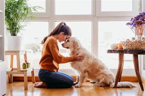 Nəyə görə itim ağcaqayın siropu kimi iyi gəlir? 4 Ümumi Səbəb