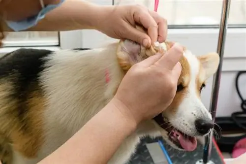 žena čistí uši psa welsh corgi pembroke