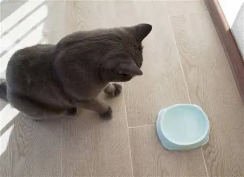 Gato británico y cuenco. El gato se sienta junto a un cuenco azul de agua en el suelo.