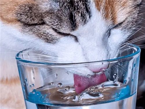 Katze trinkt Wasser aus dem Glas