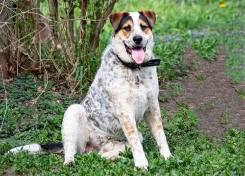 Mavi Heeler Dalmatian