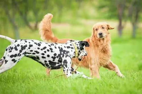 dalmát és golden retriever játszik