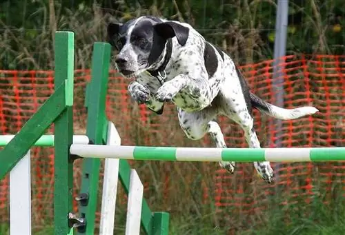 Boxmatian (Boxer & Dalmatian Mix): Cov ntaub ntawv, duab, yam ntxwv