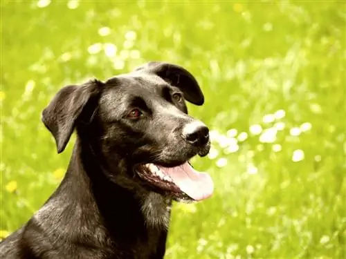 Dalmadoras (Labrador & Dalmatian Mix): informacija, nuotraukos, faktai