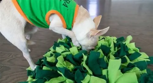 DIY Snuffle Mat- Mainan Anjing Interaktif yang Menghilangkan Kebosanan Doggy