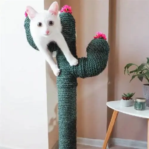 Rascador de gats de cactus de bricolatge